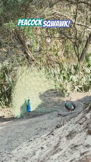 Peacock Sqwawk! Watch this Peacock acting fowl! Please like and subscribe for more Peacock videos!