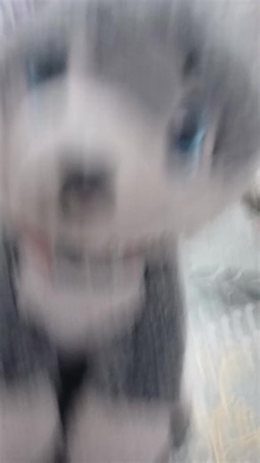 Videos de Jessica Estefania (@jessica.estefania85) con “sonido original - c00lkid koshi Noba”