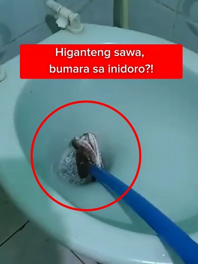 Higanteng Sawa at ang Inidoro: Isang Kamangha-manghang Kwento