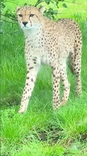 Up Close with These Amazing Cats in Chester Zoo