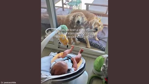 Big dogs become the best babysitters for little humans