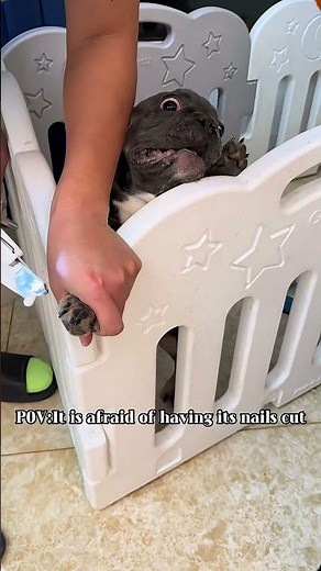 Grumpy Bulldog😂#dogsoftiktok #funnymoments #funnyvideos #foryou #animals