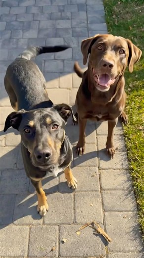 These Two Dogs Are So Cute They’ll Melt Your Heart! 🐶❤️ #dogs #love #shorts