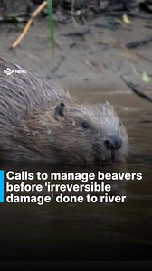 There are calls for beavers to be managed on a Perthshire river before irreversable damage is done to other species like salmon and more land is lost. Those living along the River Ericht say the rodents are responsible for eroding farm land and the river beds. Those behind the reintroduction of the species, NatureScot, says it understands the challenges beavers can bring and will work to resolve them. #beavers #perthshire #salmon #scotland #news #scottishnews #uknews #nature #stvnews | STV News