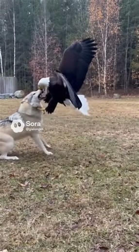 Eagle vs Wolf in the Backyard — Caught on Camera at the Forest Edge! 🦅🐺