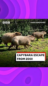 🐾 A capybara has escaped from a zoo in Shropshire! | BBC Shropshire