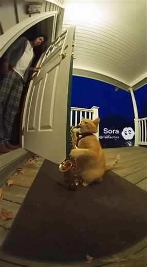 Wow, this cat is so good at the saxophone! #brainrot #brainfeeder #braintickler #brainout