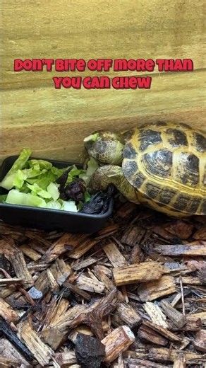 Life Lessons from Ilya the Russian Tortoise #turtle #reptile #lifelessons #animals