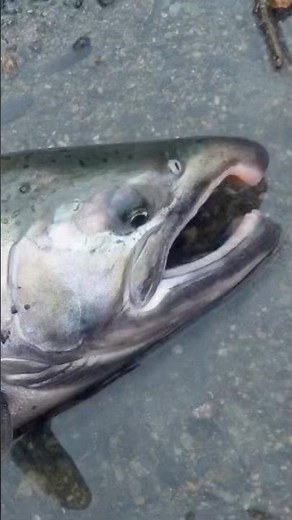 B-run Coho Love this! #shorts #viral #cohosalmon