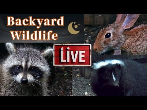 Backyard Night Creatures Live!