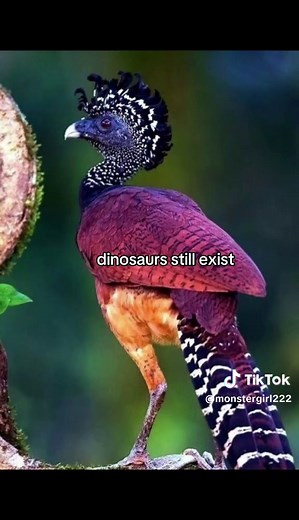 #fyp #foryoupage #targetaudience #animal #bird #birdtok #explorepage✨ #xybca #birdsoftiktok #dinosaur #trending
