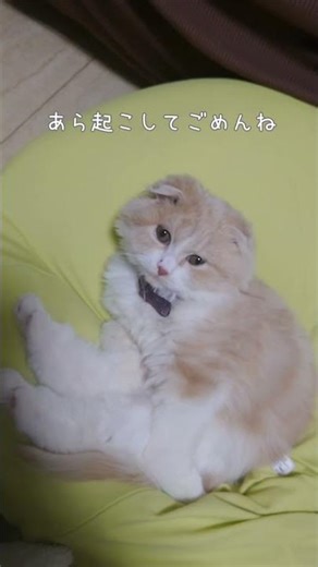 ビーズクッションの使い方が正解すぎる #shorts #cat #猫