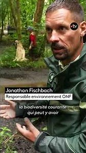 New invasive exotic plant from Japan worries the ONF