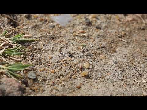 Nid d'abeille dans le sol
