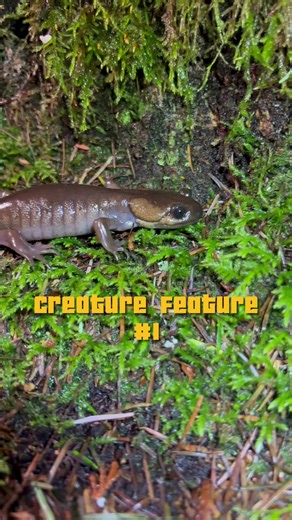 Exploring Northwestern Salamanders in Their Habitat