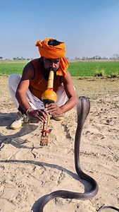 Indian Cobra Rescue #wildlife #foryou #snakerescue #viralvideos #animalrescue | Jani Jogi Official