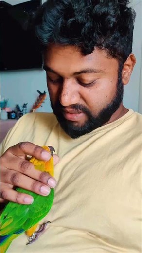 bird owner problem #mightyfeathersfarm #sunconure