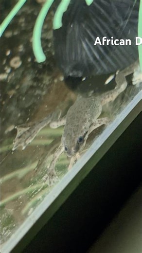 African dwarf frog on the hunt