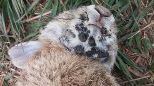 Rabbits with horn-like growths appearing in Fort Collins, caused by rabbit papillomas