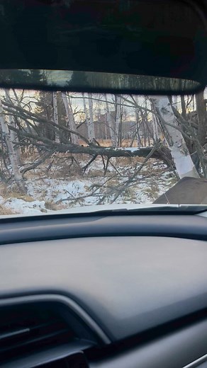 Why Is This Deer Always Sniffing Around the Road?" #deer #deerseason | Nature_with_guri