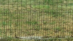 1.5K views · 11 comments | CAN YOU IDENTIFY THIS "PLAGUE" OF INSECTS? Viewer Heather Lynn Richmond sent in this video. "I saw these critters in Kansas yesterday and they were numerous. I live 8ish miles south of Wilcox and there is a PLAGUE of these bugs today!! Any ideas on what they are?" | Colleen Williams presents | Facebook