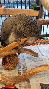 13K views · 712 reactions | Although I sell cuttlebone for birds I never understood what it was for or why people buy it. Now it all makes sense. It's for head scratches. | Iago the Swinging Cockatoo | Facebook