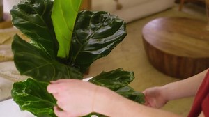 Buy String of Bananas | Curio Radicans | Trailing Succulent Vine | Ships in 4-inch Grower Pot | 4–6 Inches Tall | Easy Care Indoor Plant Online in India - Etsy