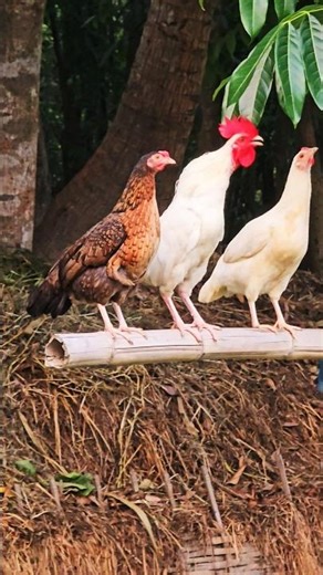 who needs an alarm clock?" #rooster #nature #shorts #reels #chicken #wildlife #challenge #tranding