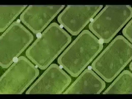 a Tree in the Sun: Visualizing Photosynthesis