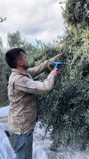 Pruning Olive Trees: A Step-by-Step Guide