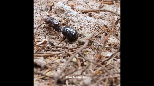 What happens if you dig a giant hole in the jungle?