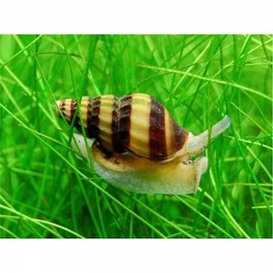 Anentome Helena, melcul asasin