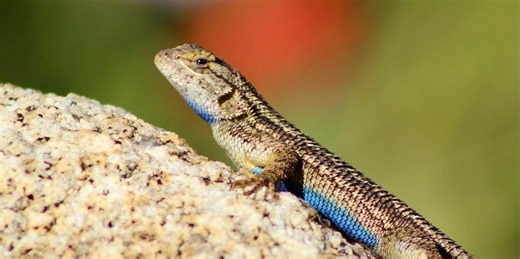 Native eastern fence lizards changed their bodies and behavior in response to invasive red imported fire ants
