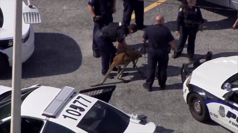 Kangaroo Named Jack Captured by Police in Florida