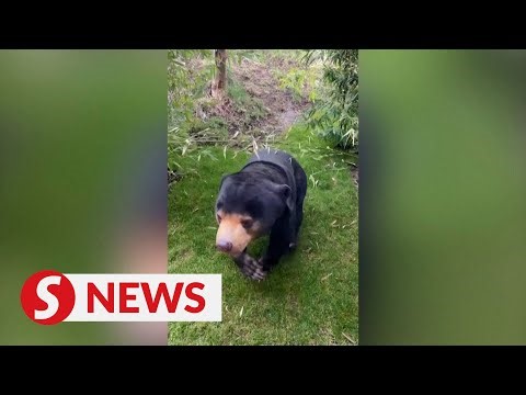 England zoo confirms sun bear on hind legs is real