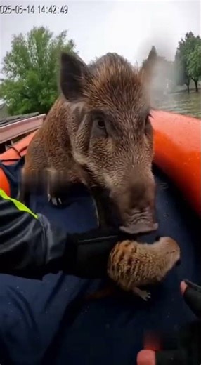 Real-Life Timon & Pumbaa 😭