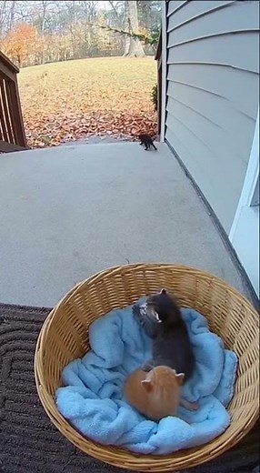 The fox wanted to eat the kitten, but the mother cat protected it #viralvideo #viralshorts