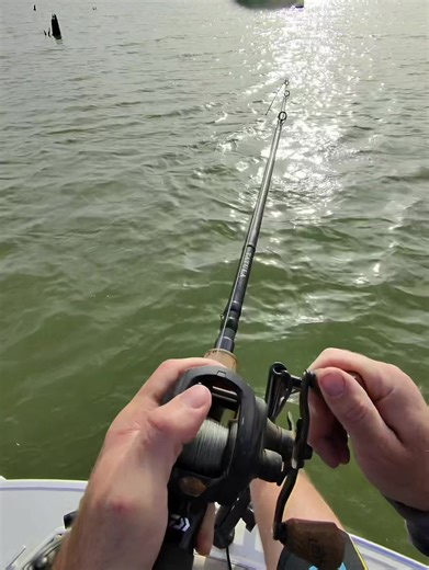 Exciting Livescope Fishing Experience with Murray Cod