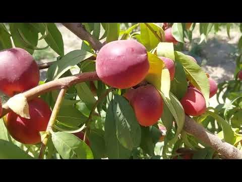 This Tree is Drowning in Juicy Red Nectarines!" (Unbelievable Harvest!)