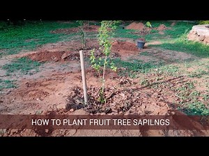 How to Plant a Fruit Tree Sapling