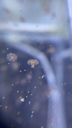 Exotic Aquaculture | how does jellyfish breeding work?? and what are their life cycles like?? #reef #reeftank #marinebiology #jellyfish #aquaculture #biology | Instagram
