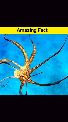 The Octopus Fact ||🐙🐙#facts #octopus #shorts #aryanfactshub #mindblowingfacts