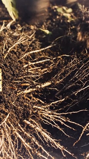 Hemp doesn’t just grow, it gives back. Research shows hemp can support carbon capture, improve soil health, and contribute to long-term sustainability in agriculture. To unlock those benefits, the crop needs to be handled right from field to finish. Thoughtful harvesting helps protect fiber quality, reduce waste, and make the most of what hemp offers. 📖 Study: https://www.pdx.edu/sustainability/sites/sustainability.web.wdt.pdx.edu/files/2022-09/Industrial Hemp - A review of economic potential c