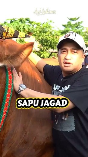 Apakah Sapu Jagad Pindah Ke Dehakims #cow #sapipedaging #sapi #sapigemuk #bull #sapimakan #sapilucu