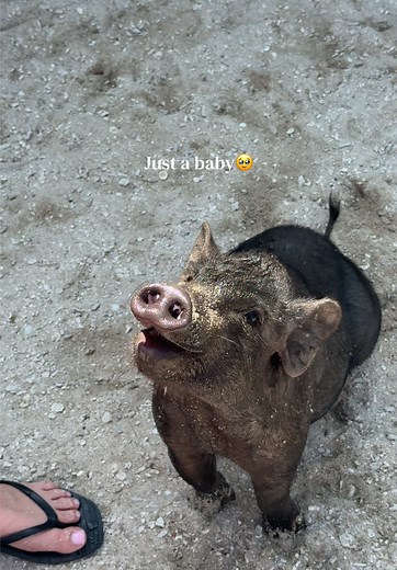 Happy Baby Pig on Koh Samui's Pig Island