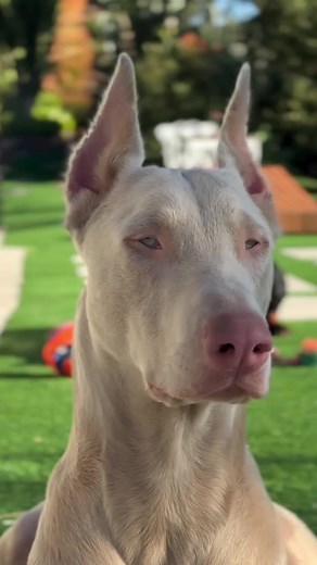 White Doberman: A Rare Gem with Blue Eyes