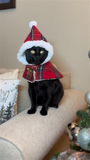 Just a festive widdle void ✨ #fyp #xmascats | mersha.theminipanther
