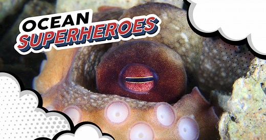 How does an octopus change its colour and shape?