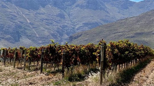 I'm a wine expert - I visited 7 wineries in South Africa, here's what I tasted