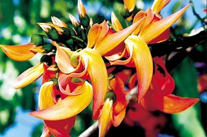 Butea - Alchetron, The Free Social Encyclopedia